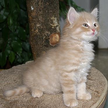 Sibirische Katzen Floris von der Gronau